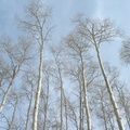 2007 01-Beaver Creek-Vail Trees